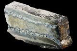 Mammoth Molar Slice With Case - South Carolina #67749-3